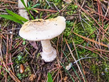 Ölüm mantarı, Amanita phalloides, Galiçya, İspanya 'da yetişiyor.