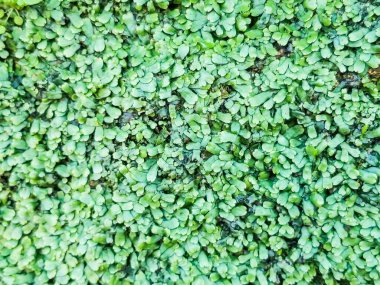 Hilal kaplama karaciğer otu, Lunularia haçatı, Galiçya 'da taş duvarlarda yetişen karaciğer otu.