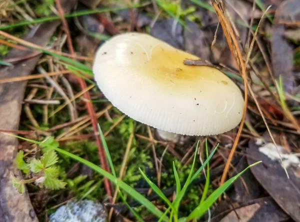 Champignon Tawny Grisette Amanita Fulva Poussant Sur Une Forêt Pins — Photo