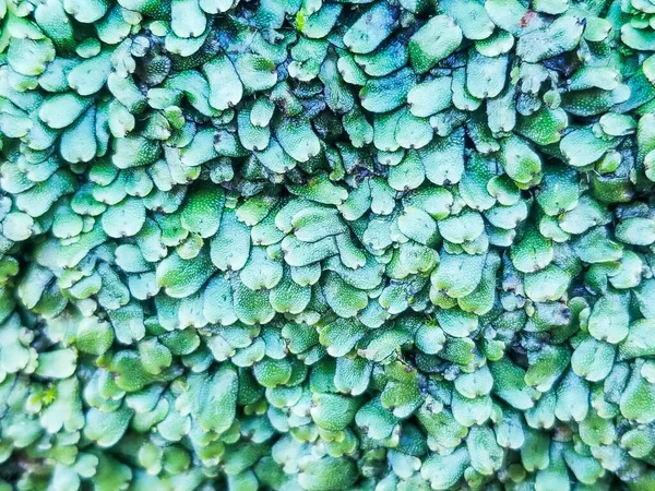 Leberblümchen Lunularia Cruciata Leberblümchen Das Auf Steinmauern Galicien Wächst — Stockfoto