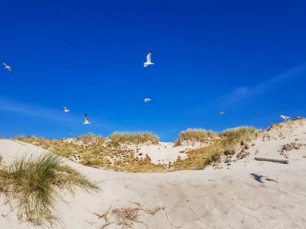 Möwen Fliegen Über Die Sanddüne Der Insel Areoso — Stockfoto