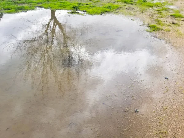 Tree Leaves Reflected Winter Rain Pond — Stock Photo, Image