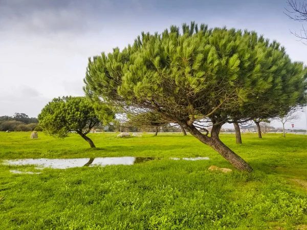 Twee Stenen Dennen Pinus Pinea Boven Het Gras Regen Winter — Stockfoto