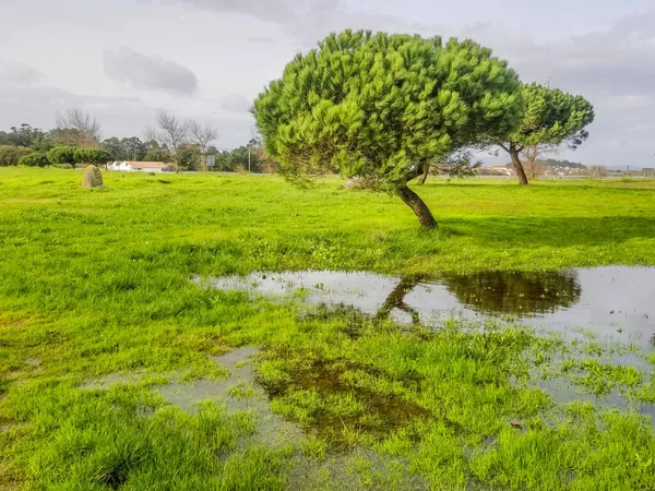 Stenen Pijnboom Pinus Pinea Weerspiegeld Een Vijver Van Winter Overstroomde — Stockfoto