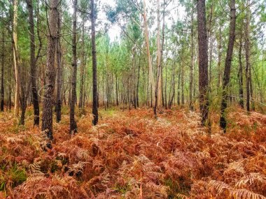 Sonbaharda çam ormanında kurumuş eğreltiotlarının ormanları
