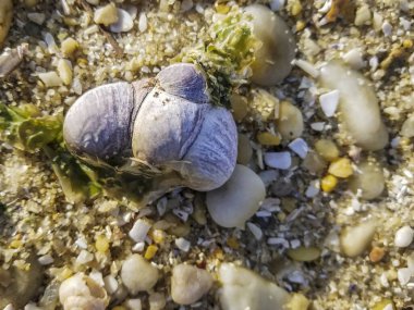 Galiçya, İspanya 'daki sahilde bulunan Crepidula zinasında yaygın bir terlik yığını.