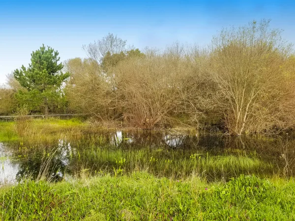 Wierzby Szare Atrocinera Salix Zimowej Laguny Graniczącej Zatoką Trawiastą Wyspie — Zdjęcie stockowe