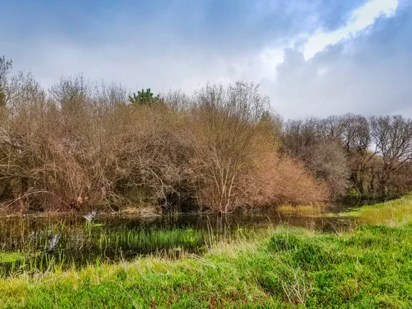 Zimowa Laguna Granicząca Wierzbami Atrocinerreą Salix Zieloną Trawą Wyspie Arousa — Zdjęcie stockowe