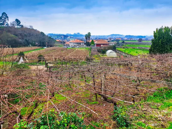 Terreni Agricoli Covas Villaggio Rurale Nella Città Meis Galizia Spagna — Foto Stock