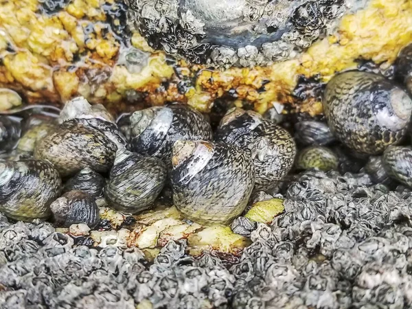Çizgili Üst Kabuk Yığını Phorcus Lineatus Alçak Gelgitte Bir Kaya — Stok fotoğraf