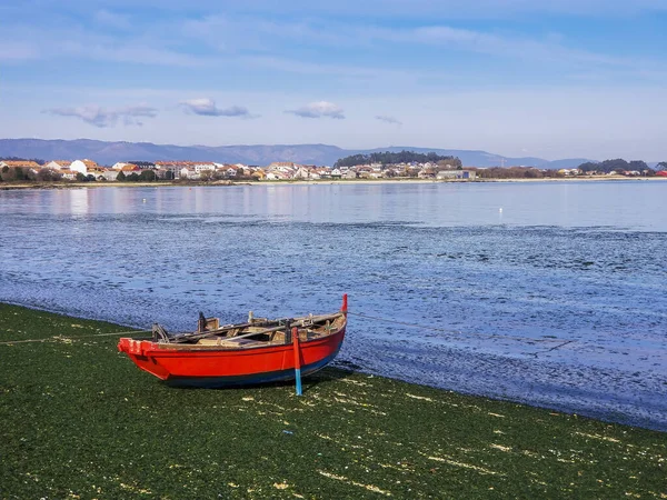 Barco Dorna Tradicional Sobre Las Algas Verdes Playa Isla Arousa — Foto de Stock