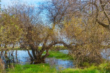 Gri söğüt ağaçları Salix atrosinerayı Arousa Adası, İspanya 'daki kış lagüne çevirir.