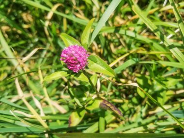 Pembe yonca, Trifolium pratense, Galiçya, İspanya 'nın çayırlarında yetişiyor.