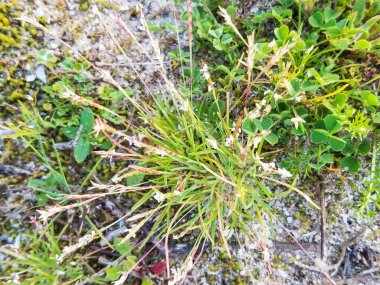 Early sandgrass or pygmy grass, Mibora minima, growing in coastal dunes in Galicia clipart