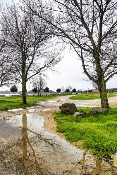 Bladloze Winterbomen Weerspiegeld Een Regenvijver Bao Park Arousa Island Galicië — Stockfoto