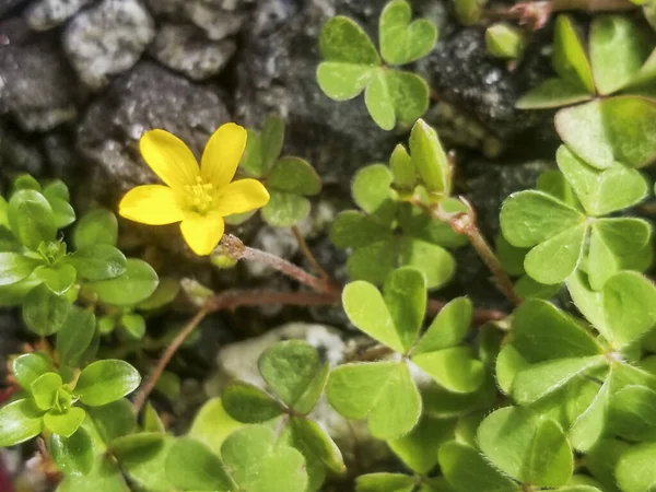 Flor Amarela Woodsorrel Rastejante Procumbent Yellow Sorrel Oxalis Corniculata Crescimento — Fotografia de Stock