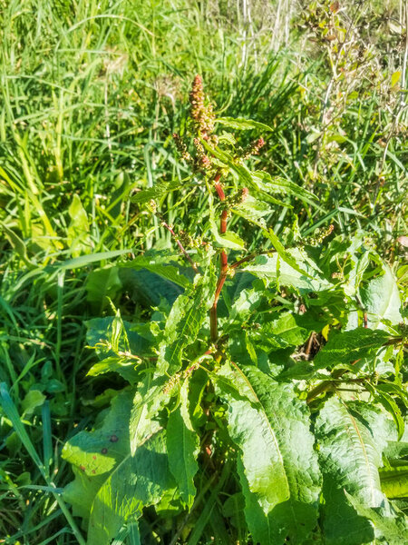 Bitter or broad-leaved dock, Rumex obtusifolius, growing in Galicia, Spain