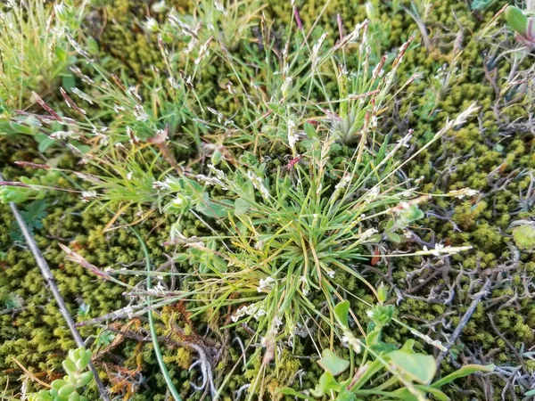 Early Sandgrass Mibora Minima Crescendo Dunas Costeiras Ilha Arousa Galiza — Fotografia de Stock