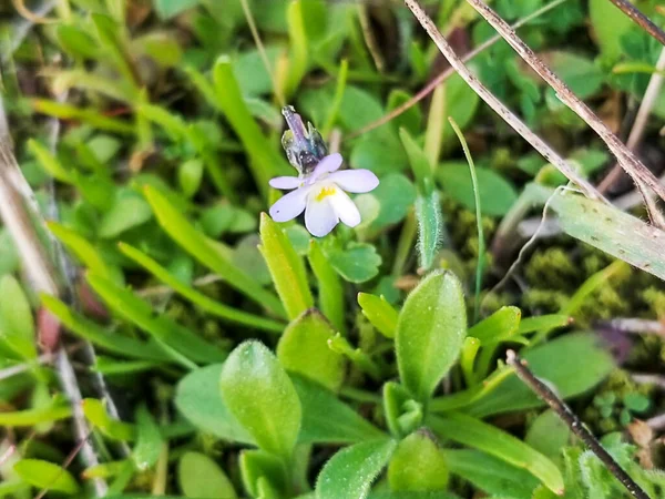 Dwarf Violet Viola Kitaibeliana Viola Tricolor Minima Growing Coastal Dunes — Stock Photo, Image