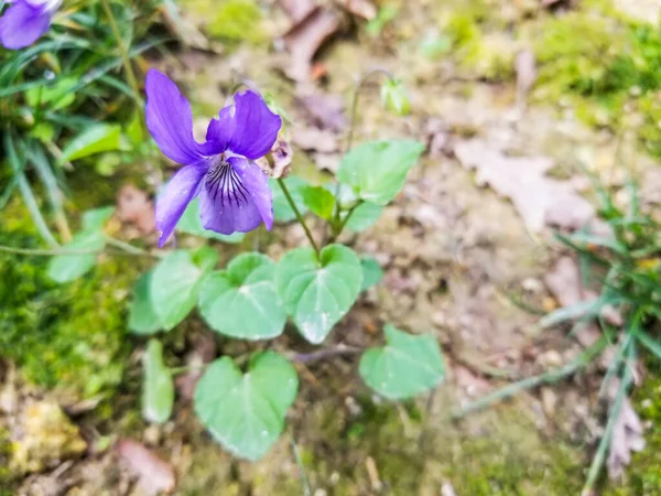 Flor Início Cão Violeta Viola Reichenbachiana Crescendo Galiza Espanha — Fotografia de Stock