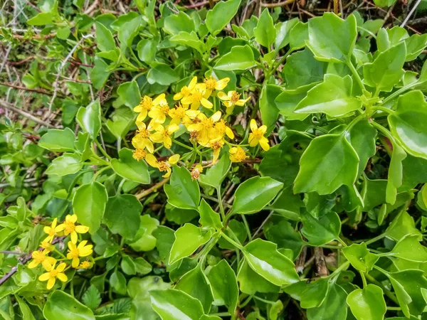Flores Amarillas Hojas Verdes Tierra Rastrera Hiedra Del Cabo Senecio — Foto de Stock