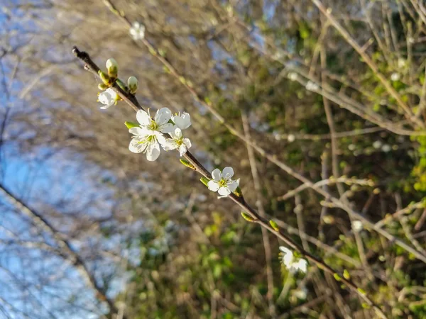 Branch White Flowers Backthorn Sloe Prunus Spinosa Growing Galicia Spain — Stock Photo, Image