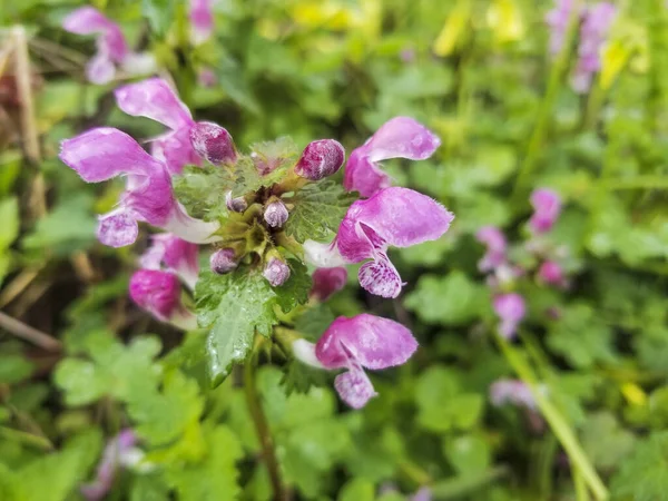 Flores Ortiga Muerta Manchada Henbit Dragón Morado Lamium Maculatum Creciendo — Foto de Stock