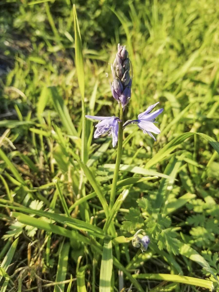 Hiacintoides Italica Campanilla Italiana Que Crece Galicia España — Foto de Stock