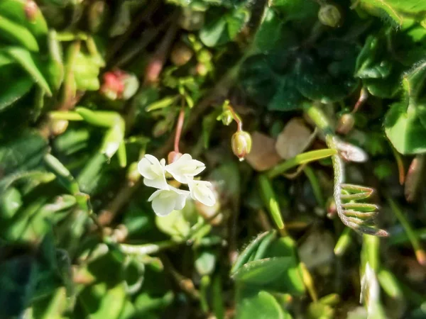 stock image Subterranean clover or trefoil, Trifolium subterraneum, growing in Galicia, Spain