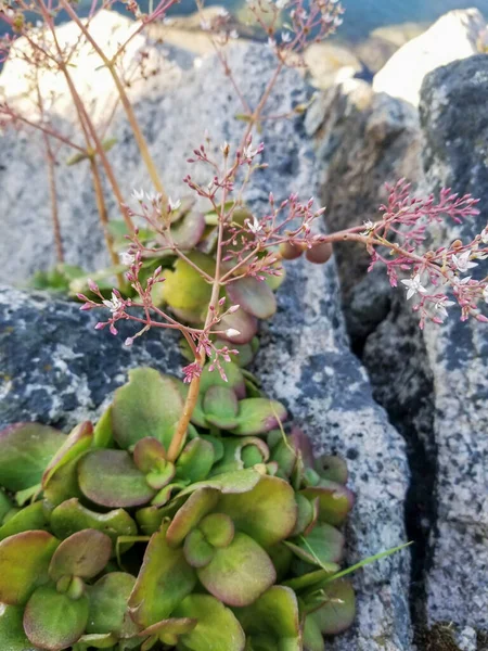 Peri Kozalak Crassula Multicava Süs Bitkisi — Stok fotoğraf