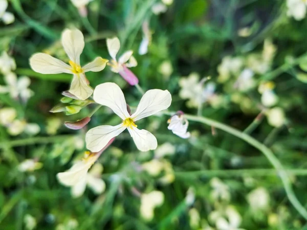 Flowers Wild Radish White Charlock Raphanus Raphanistrum Growing Galicia Spain — Stock Photo, Image