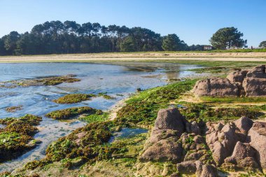 Arousa Adası 'ndaki Salinas sahilinde Carreiron doğal parkının çam ağacı ormanı boyunca toplanan yosunlar.
