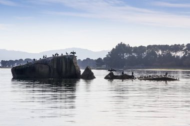 Arousa Adası 'nın kıyı kayalıkları üzerindeki deniz kuşları.