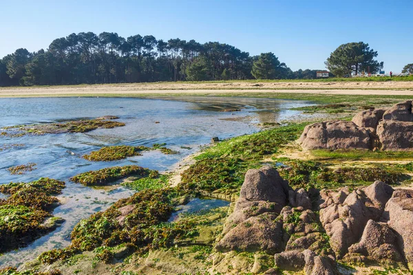 Accumulatie Van Algen Langs Kust Van Salinas Strand Arousa Island — Stockfoto