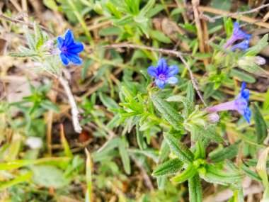 Mavi carrasquilla çiçekleri, Glandora prostrata, Galiçya 'nın çayırlarında yetişiyor.