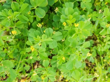 Galiçya, İspanya 'da yetişen siyah sıhhiyeci veya hoplayan yonca Medicago Lupulina.