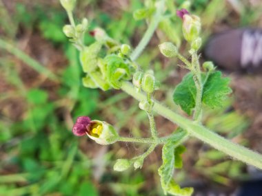 İspanya 'nın Galiçya şehrinde yetişen, merhem yapraklı Scrophularia scorodonia çiçeği.