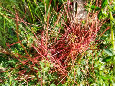 Daha az kanatlı, cehennem yosunu ya da boğucu bitki, Cuscuta özdeyişi, İspanya, Galiçya 'da yetişen parazit bitki.