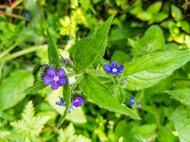Galiçya, İspanya 'da yetişen yeşil alkanet ya da ebediyen yeşil böcek parlatıcısı, Pentaglottis sempervirens