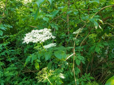 Galiçya, İspanya 'da yetişen yaşlı ya da siyah mürver, Sambucus nigra