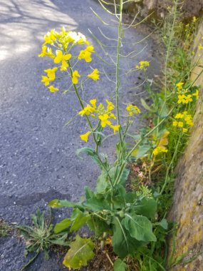 Hardal, kuş tecavüzü ya da colza, Brassica rapa subsp. Galiçya, İspanya 'da yetişen oleifera