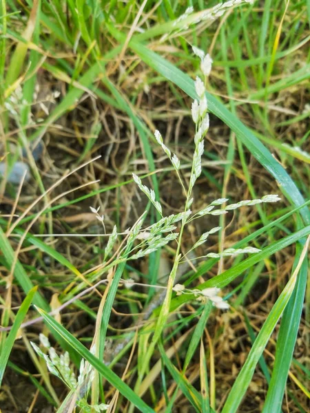 Erba Prato Annuale Poa Annua Crescente Galizia Spagna — Foto Stock