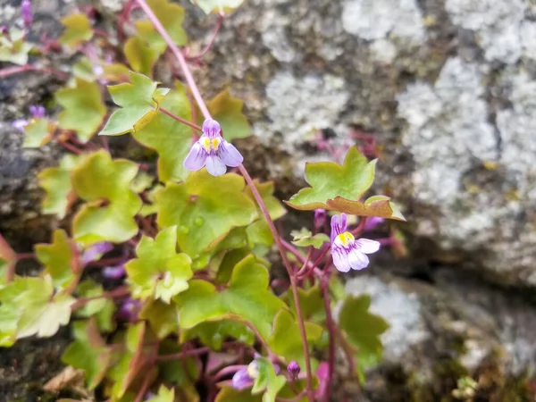 Sarmaşık Yapraklı Toadflax Kenilworth Sarmaşığı Veya Pennywort Cymbalaria Duvar Resimleri — Stok fotoğraf