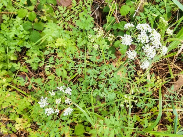 Baldıran Otu Çiçekleri Oenanthe Crocata Galiçya Spanya Yetişiyor — Stok fotoğraf