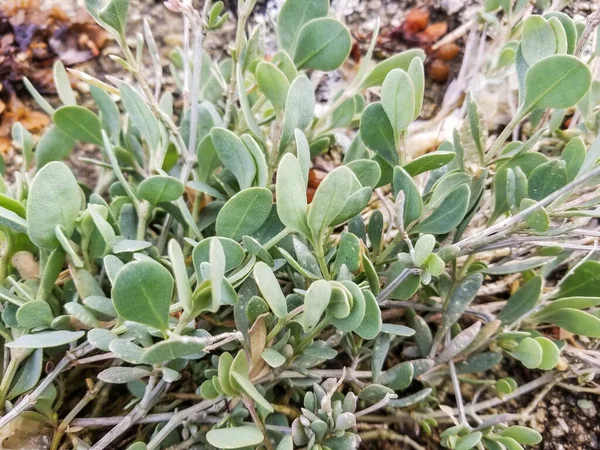 Green Leaves Sea Purslane Halimione Portulacoides Growing Marshes Arousa Island — Stock Photo, Image