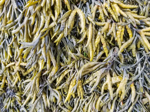 Pelvetia kanalı kıyı kayalarının üzerinde büyüyor.