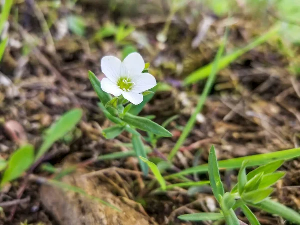 White Flower Mountain Sandwort Arenaria Montana Growing Forests Galicia Spain — Stock Photo, Image