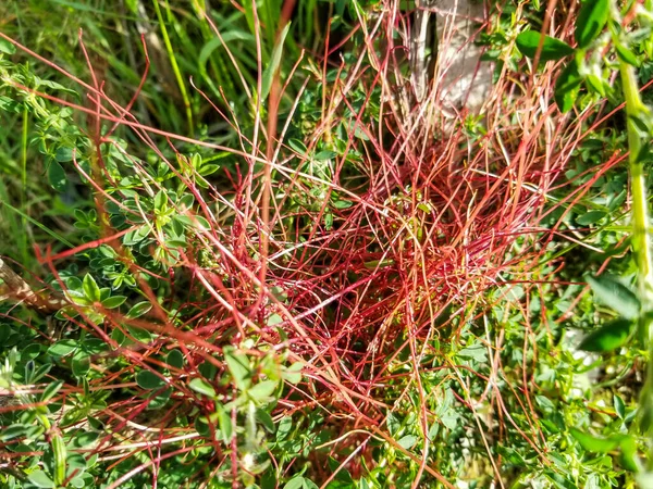 Lesser Dodder Hellweed Strangle Tare Plant Cuscuta Epithymum Parasitic Plant — Stock Photo, Image