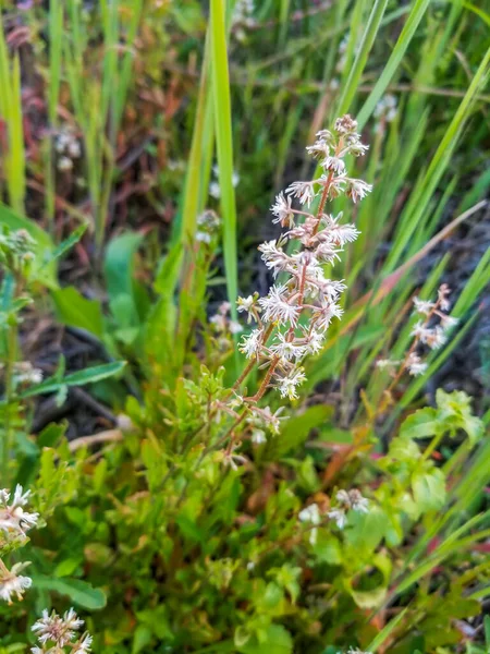 Flowers Half Mignonette Reseda Media Growing Arousa Island Galicia Spain — стоковое фото