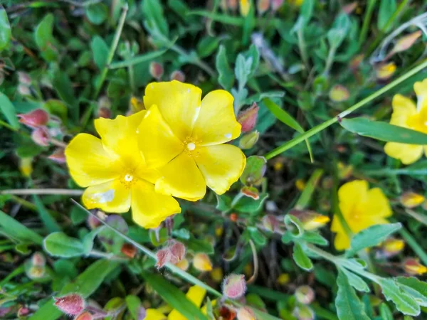 Yellow Rock Rose Flowers Halimium Lasianthum Subsp Alyssoides Growing Galicia — Stock Photo, Image